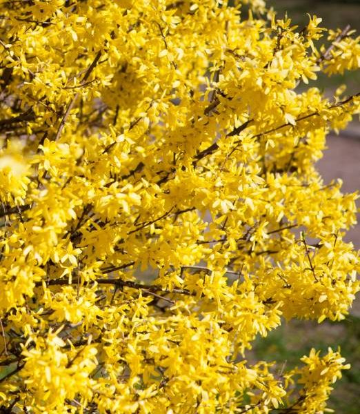 Forsythia intermedia 'Goldzauber' 